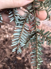 Tsuga diversifolia