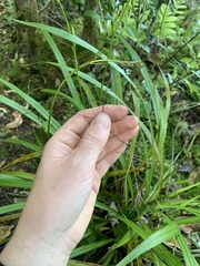 Dianella nigra