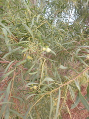 Acacia salicina