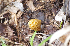 Verpa bohemica