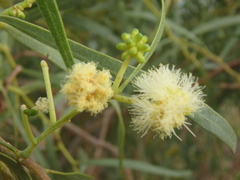 Acacia salicina