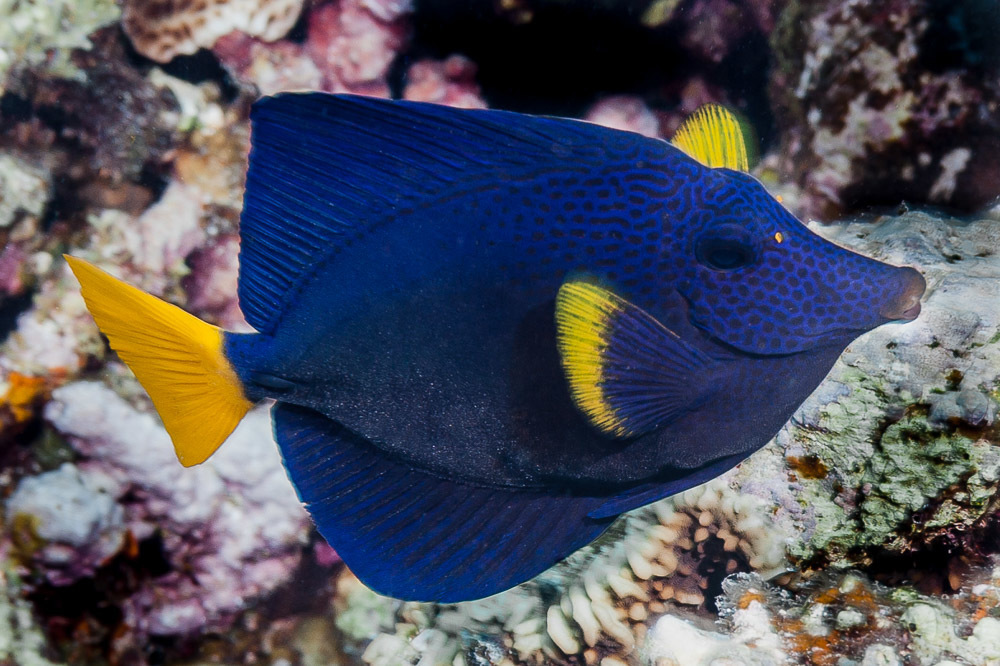 Purple Tang
