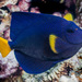 Purple Tang - Photo (c) zsispeo, some rights reserved (CC BY-NC-SA)