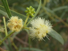 Acacia salicina