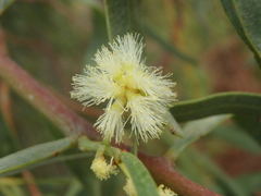 Acacia salicina