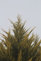 Cupressus lusitanica