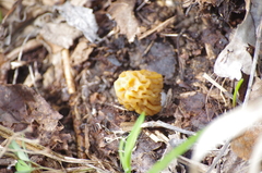 Verpa bohemica