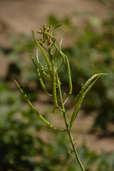 Brassica rapa