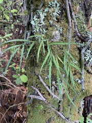 Asplenium flaccidum flaccidum