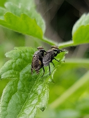 Platystoma seminationis