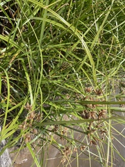 Bolboschoenus caldwellii