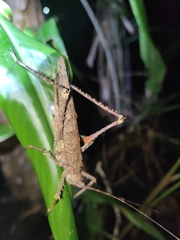 Phricta spinosa
