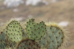 Opuntia robusta