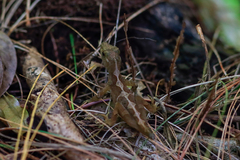 Anolis tropidolepis