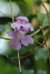 Bignonia callistegioides