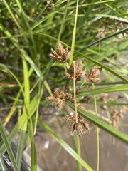Bolboschoenus caldwellii