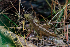 Anolis tropidolepis