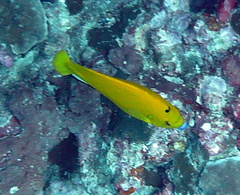 Apolemichthys trimaculatus