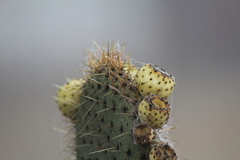 Opuntia huajuapensis