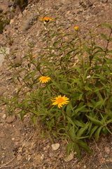 Aldama revoluta