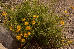 Aldama revoluta