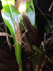 Phricta spinosa