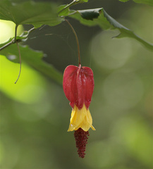 Callianthe megapotamica