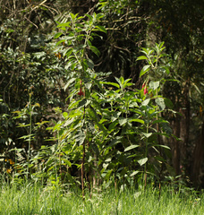 Fuchsia boliviana