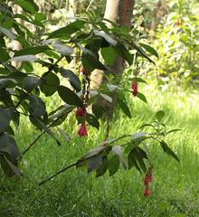 Fuchsia boliviana