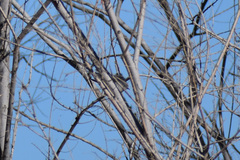 Polioptila