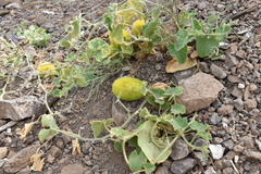 Cucumis dipsaceus