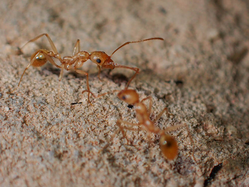 大眼盘腹蚁Aphaenogaster megommata