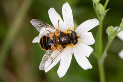 Eristalis horticola