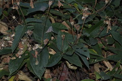 Lasianthaea macrocephala