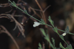 Henrya insularis