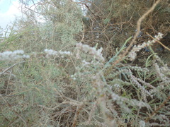 Tamarix aphylla