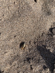 Chauliognathus scriptus