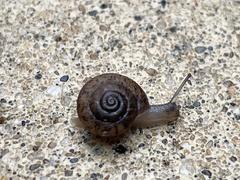 Xerotricha conspurcata