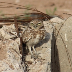 Athene cunicularia hypugaea