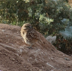 Athene cunicularia hypugaea