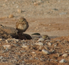 Athene cunicularia hypugaea