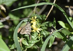 Trixis inula