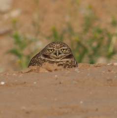 Athene cunicularia hypugaea