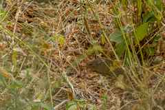 Sigmodon mascotensis