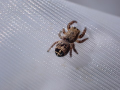 Pellenes tripunctatus