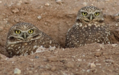Athene cunicularia hypugaea