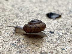 Xerotricha conspurcata