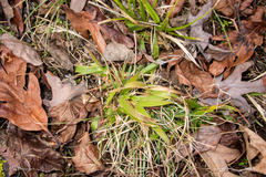 Dichanthelium laxiflorum