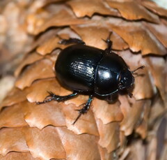 Anoplotrupes