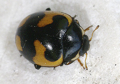 Ceratomegilla alpina